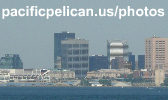 pacificpelican.us/photos