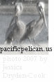 pacificpelican.us