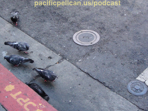 photo of pigeons in San Francisco, Sept. 2009