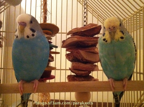 photos of Belle and Dodger the parakeets on a wooden perch