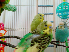 Ava, Striker and Belle