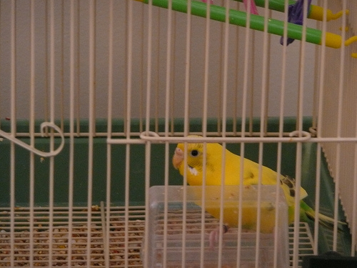 Sparty (at the food dish)