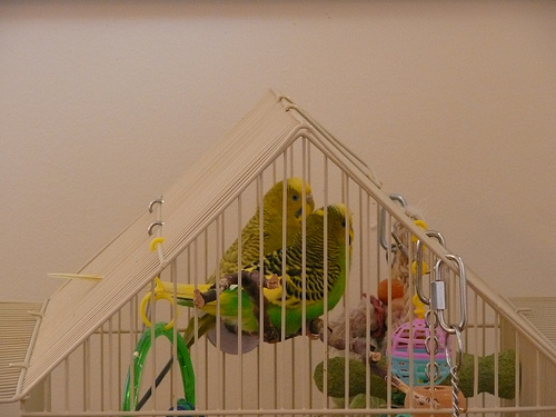 Ava and Striker (on the top branch in the cage)