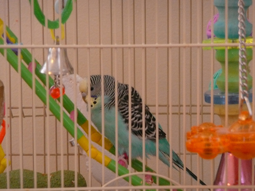 Belle (in the cage)