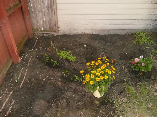 pepper plants and flowers
