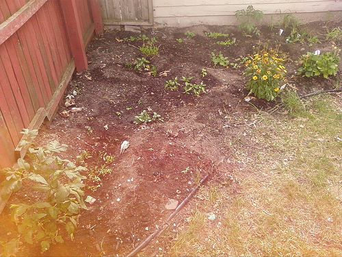 a few sprouts in the garden