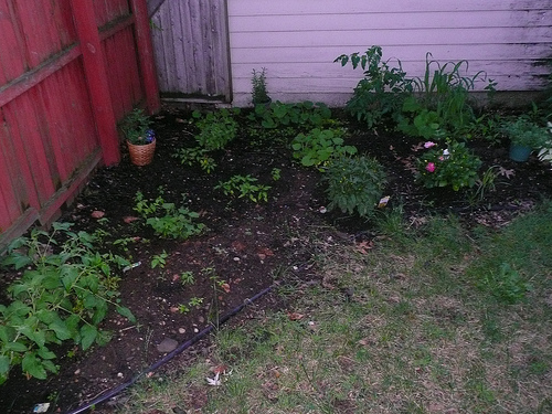 garden at the beginning of July