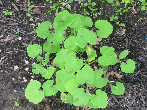 pumpkin plant
