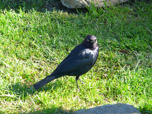 bird by Jessica