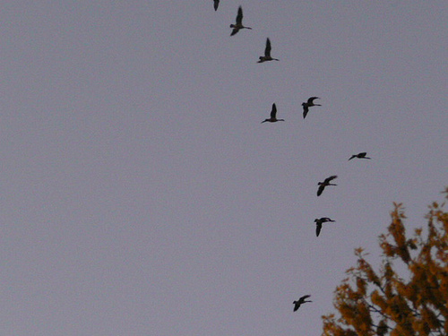 birds over the beach house