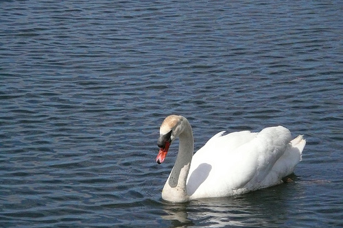 swan in White Lake