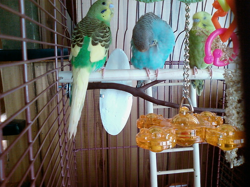 Striker, Belle and Ava