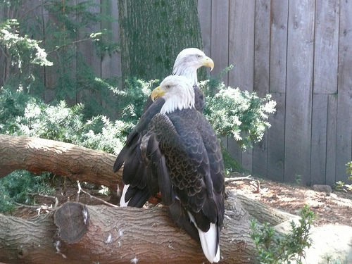 eagles