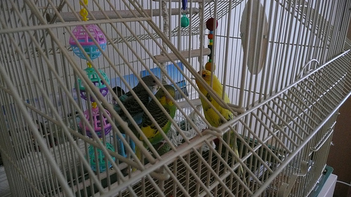Belle, Striker and Sparty