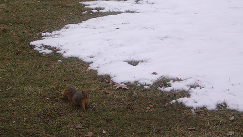 squirrel in Lakewood Park
