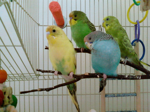 Four parakeets on a branch