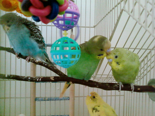 Striker grooms Ava