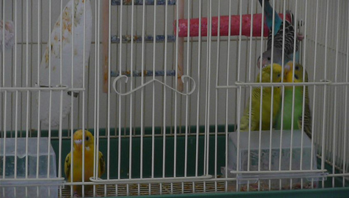 parakeets food standoff