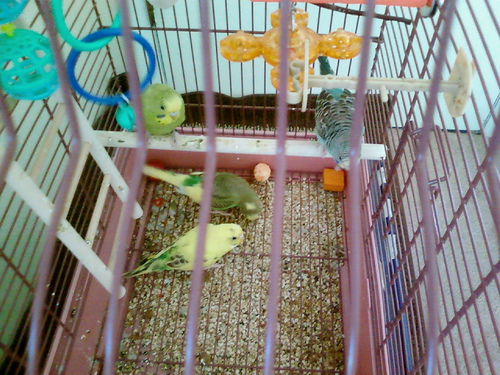 parakeets in their travel cage