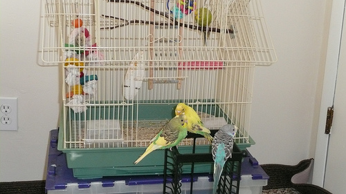 Striker, Sparty and Belle out of the cage
