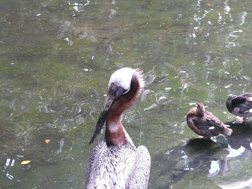 pelican