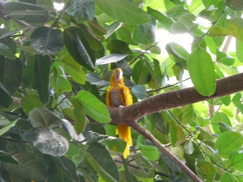 golden conure