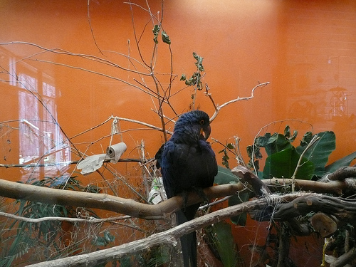 (blue) macaw