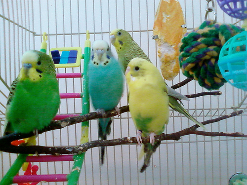 Striker, Belle, Ava and Sparty
