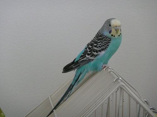 Belle on the roof of her house