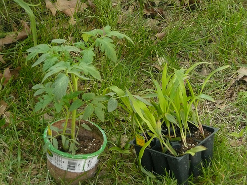 tomato and corn plants