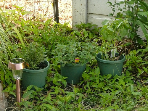 herbs
