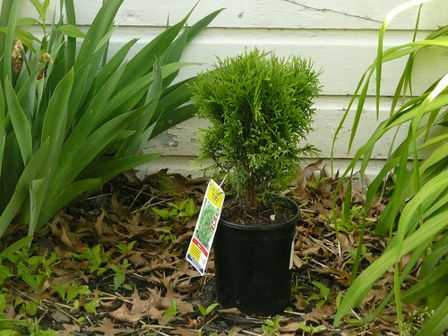 evergreen shrub