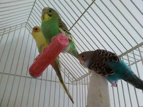 climbing birds and flying birds - Sparty, Striker and Belle