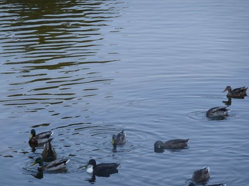 diving ducks at Mountain Lake Park (v2)