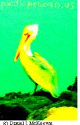 PacificPelican.us logo