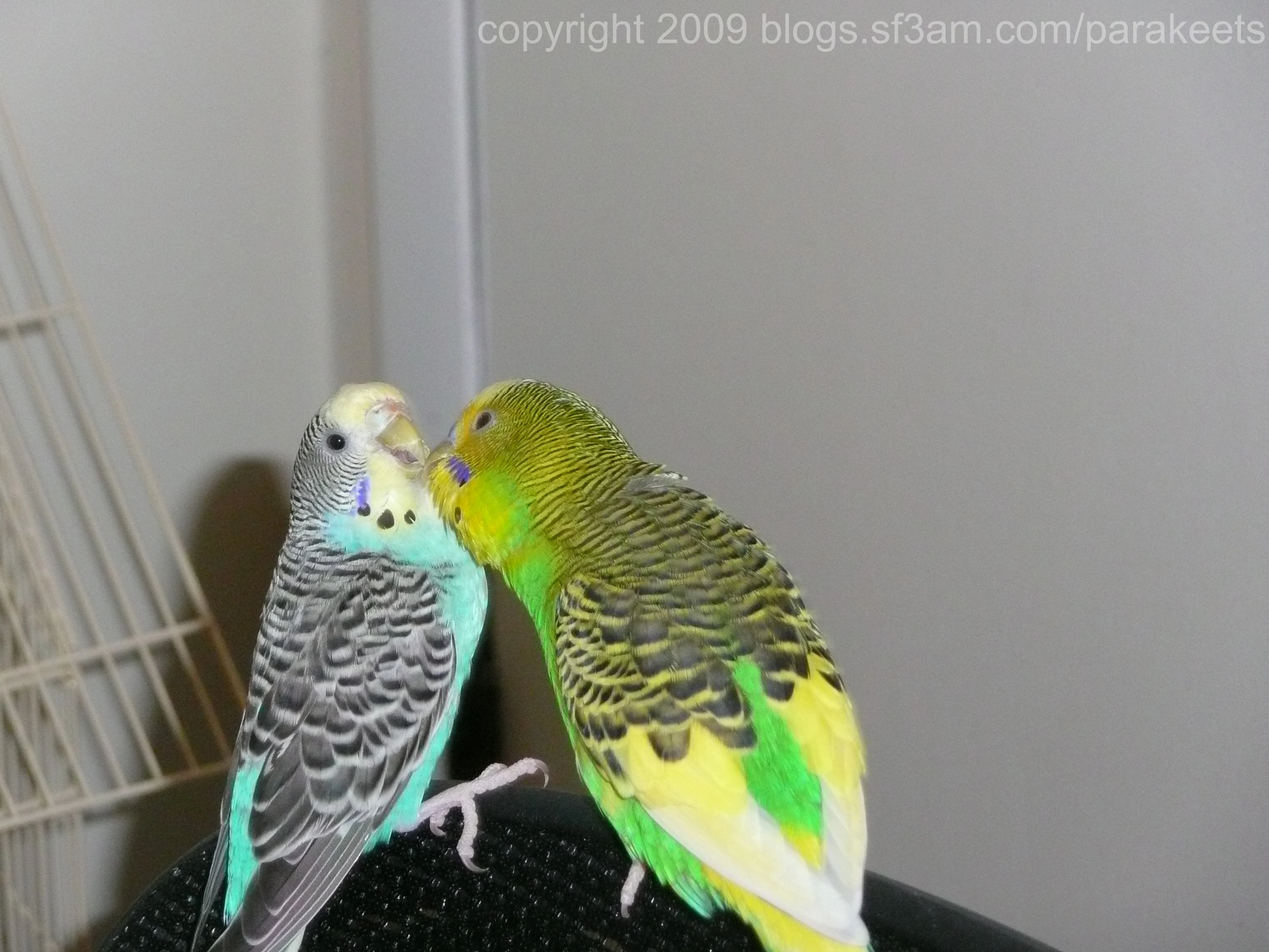 blue and green parakeet grooming