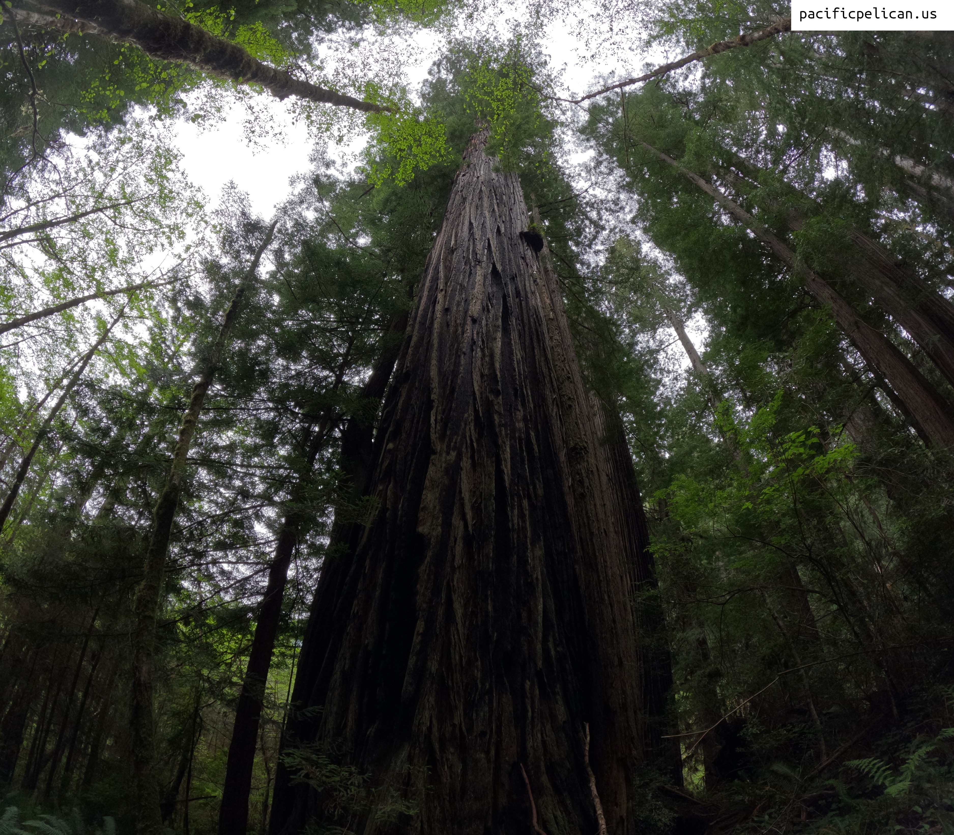 very tall redwood tree view from ground