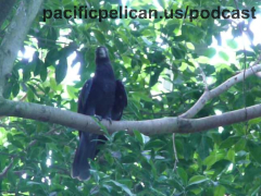 black parrot at the National Aviary