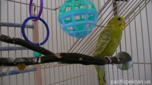 Ava the parakeet by Daniel J. McKeown, 5/11/2008