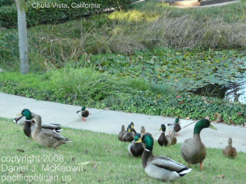 ducks at Chula Vista, California, 2008