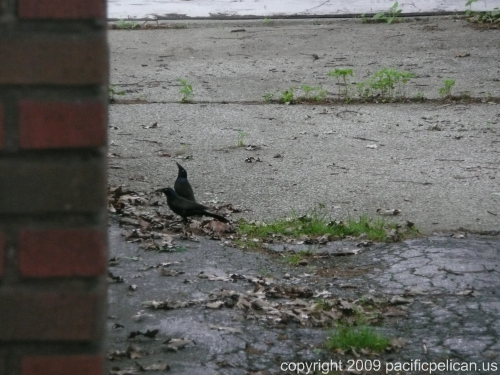 birds-bydanieljmckeown-2009-500w